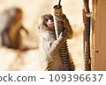 Japanese macaque child climbing on outdoor facility 109396637