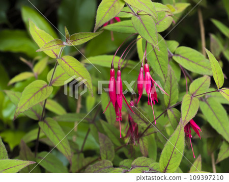Closeup of Fuchsia magellanica, Purple red flower, Hummingbird fuchsia or hardy fuchsia. Plant in the family Evening Primrose, elective focus, green leaves nature floral background. 109397210