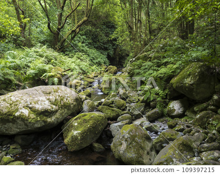 View of small water stream with moss covered stones, fern and tropical plants at Levada Do Rei PR18 hike, from Sao Jorge ending at the source in Ribeiro Bonito, Madeira, Portugal View of small water stream with moss covered stones, fern and tropical plants at Levada Do Rei PR18 hike, from Sao Jorge ending at the source in Ribeiro Bonito, Madeira, Portugal 109397215
