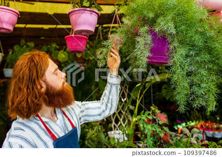 young redhaired ginger bearded man in apron working in the garden or plantation 109397486
