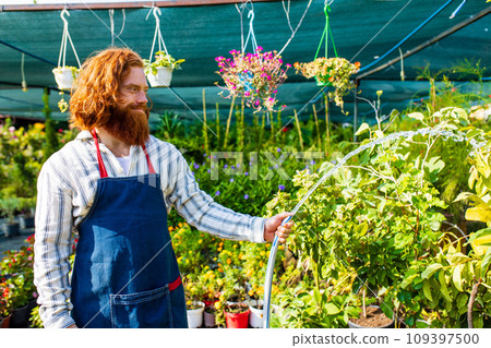 young redhaired ginger bearded man in apron working in the garden or plantation young redhaired ginger bearded man in apron working in the garden or plantation 109397500