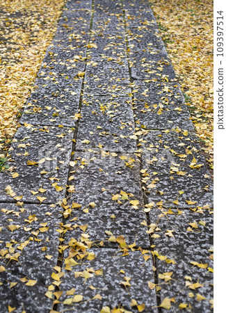 Kamakura November Ankokuronji Temple 9 109397514