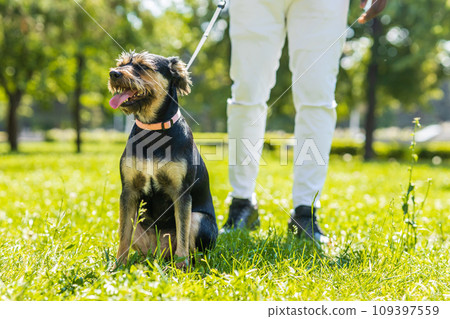 latin american man walking with his cute dog at sunny day in city park lawn on the grass 109397559