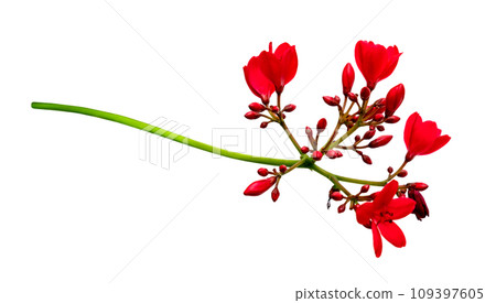 Jatropha integerrima Jacq flower isolated Jatropha integerrima Jacq flower isolated 109397605