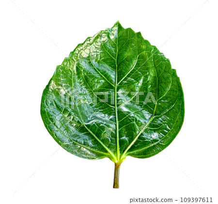 Green leaves pattern of tropical leaf plant isolated 109397611