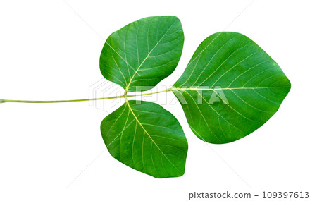Green leaves pattern of tropical leaf plant isolated 109397613