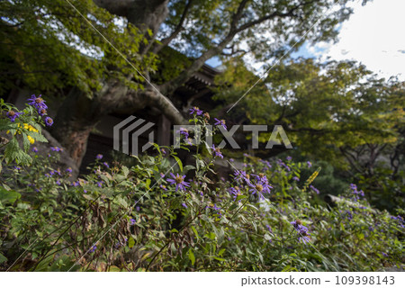 鎌倉 11 月 妙法寺 6 109398143
