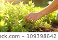 Farmer is collecting green tea leaves. Female hands close-up. 109398642