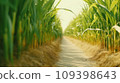 Empty ground road across large sugarcane plantation at summer Asian farmland site 109398643