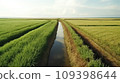 Empty ground road across large sugarcane plantation at summer Asian farmland site 109398644