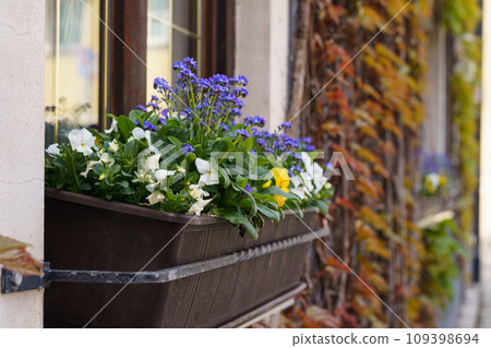 There is a flower bed with forget-me-nots and violets on the window. 109398694