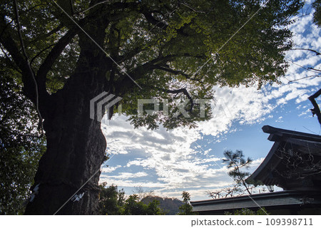 鎌倉 11 月 江良天神社 7 鎌倉 11 月 江良天神社 7 109398711