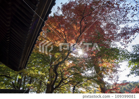 鎌倉 11 月 北鎌倉站第 1 區 鎌倉 11 月 北鎌倉站第 1 區 109399081