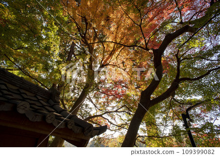 鎌倉 11 月 北鎌倉站第 2 區 109399082