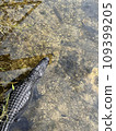 Crocodile basking in the sun on the water surface 109399205