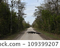 big crocodile crossing the road 109399207