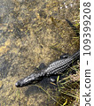 Crocodile basking in the sun on the water surface 109399208