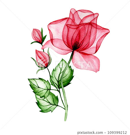 watercolor drawing, bouquet, composition of transparent pink rose flowers. x-ray watercolor drawing, bouquet, composition of transparent pink rose flowers. x-ray 109399212