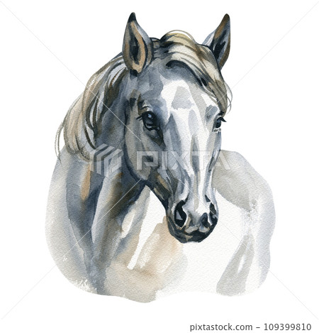 Portrait of gray arabian horse head, Profile Pictures. White horse portrait Portrait of gray arabian horse head, Profile Pictures. White horse portrait 109399810