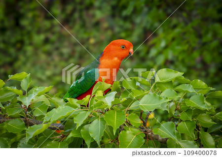 A red Australian male King Parrot sitting in a tree in a domestic garden 109400078