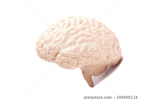 Human brain anatomical model closeup. 109400118