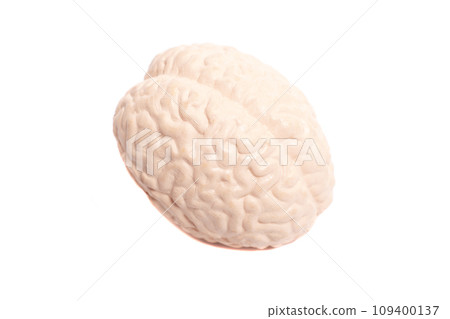 Human brain anatomical model isolated on white background Human brain anatomical model isolated on white background 109400137
