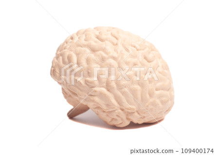 Human brain anatomical model isolated on white background 109400174