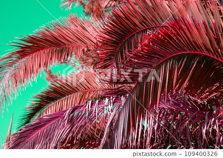 Colorful red palm tree leaves against the green sky, juicy tropical background 109400326