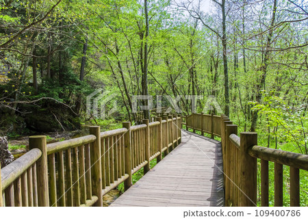 《新綠色季節的上高地》大自然中令人心曠神怡的散步道 109400786