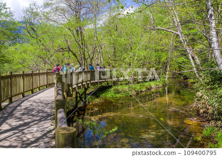 《Kamikochi during the fresh green season》 A refreshing promenade in nature 《Kamikochi during the fresh green season》 A refreshing promenade in nature 109400795