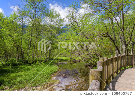 《Kamikochi during the fresh green season》 A refreshing promenade in nature 109400797