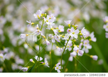 White tiny spring flowers on green background 109401069