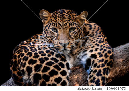 Adult leopard portrait. Animal on dark background Adult leopard portrait. Animal on dark background 109401072
