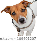 Portrait of a happy dog Jack Russell Terrier looking at the camera. 109401207