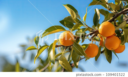 oranges branch with green leaves on tree 109401522