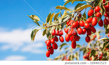 Detail of branch with goji berries 109401523