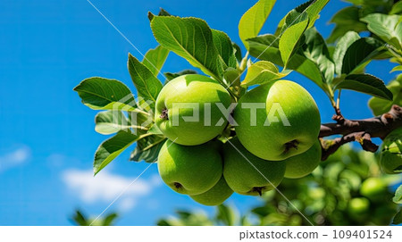 Green brillant apple on the vegetable garden 109401524