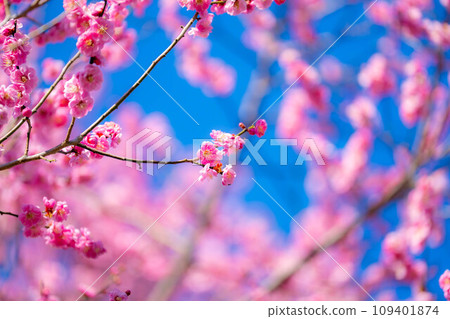 [花材]大王芥末農場的紅梅花和藍天[長野縣] 109401874