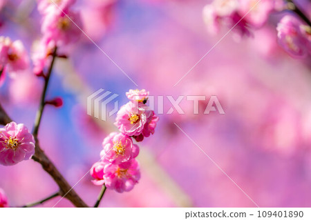 [花材]大王芥末農場的紅梅花和藍天[長野縣] 109401890