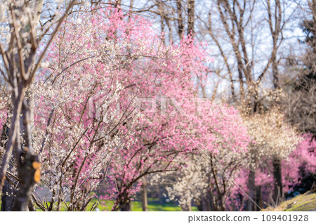 [春天材料]大王芥末農場的梅花[長野縣] 109401928
