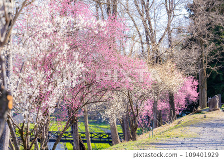 [Spring material] Plum blossoms at Daio Wasabi Farm [Nagano Prefecture] 109401929