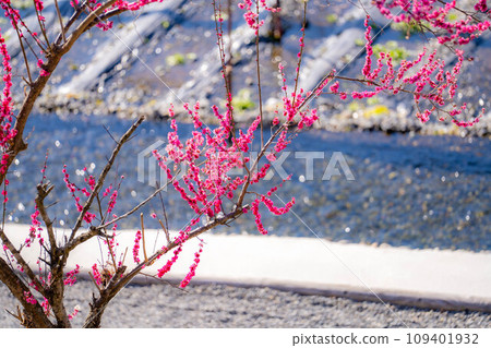 [Spring material] Plum blossoms at Daio Wasabi Farm [Nagano Prefecture] 109401932