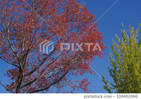 Autumn leaves landscape 109402066
