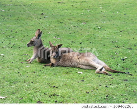 澳洲 雪梨 有袋動物 袋鼠和小袋鼠 109402263