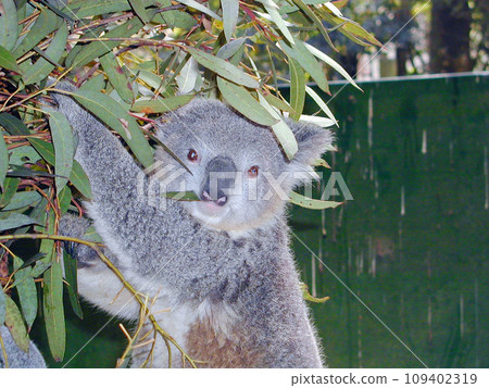 澳洲 雪梨 草食性有袋無尾熊 109402319