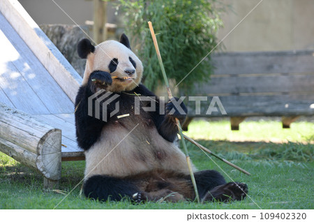 好吃的吃竹子的吉濱 109402320