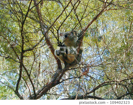 Australia Sydney Herbivorous Marsupial Koala 109402323