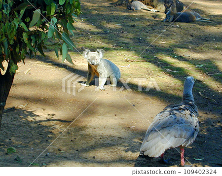 Australia Sydney Herbivorous Marsupial Koala 109402324