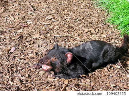 澳大利亞，塔斯馬尼亞島，肉食性有袋動物，塔斯馬尼亞惡魔 109402335