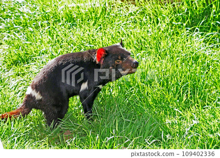 Australia, Tasmania Island, carnivorous marsupial, Tasmanian devil Australia, Tasmania Island, carnivorous marsupial, Tasmanian devil 109402336